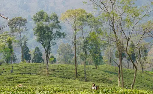 Situated at more than 7,000 feet, the tea estates of Darjeeling grow the Champagne of teas at the base of the Himalayas. Image by Esha Chhabra. India, 2017.