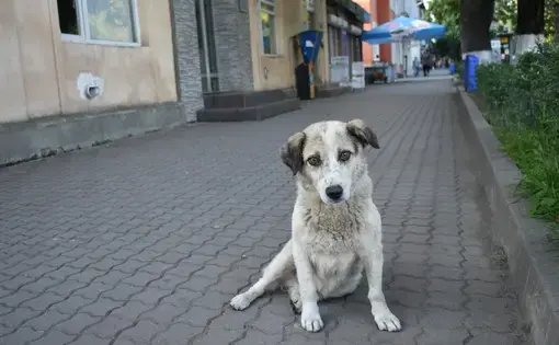 A stray dog who approached the reporter in Zugdidi. Image by Kaitlyn Johnson. Georgia, 2019.