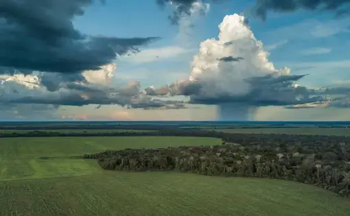 Mushrooming disaster: Thanks to logging, cattle ranching, and industrial agriculture, 16 percent of the Amazon has already been deforested. Image by Sam Eaton. Brazil, 2018. Mushrooming disaster: Thanks to logging, cattle ranching, and industrial agriculture, 16 percent of the Amazon has already been deforested. Image by Sam Eaton. Brazil, 2018.