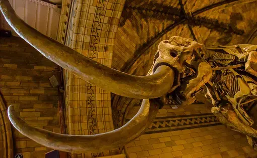 Wooly mammoth tusks are hot commodities in China. Image by Shutterstock. United Kingdom, 2019.