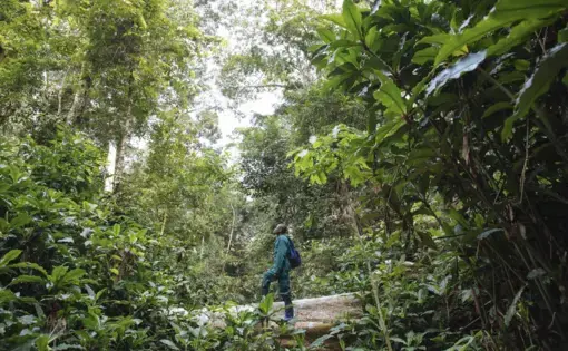 Dieumerci Kibinda, a Congolese botanist, calls Afrormosia “the most beautiful tree.” Image by Sarah Waiswa. Democratic Republic of Congo, 2019.