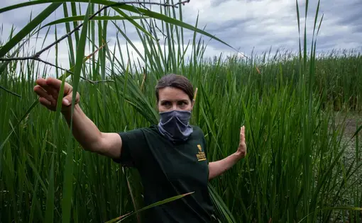 Rachel Schultz, associate professor of wetland science at SUNY Brockport, looks at an invasive cattail species as she visits sites of her wetlands research project on Lake Ontario at Braddock Bay in Greece, New York, on July 29, 2020. She researches how Lake Ontario’s coastal wetlands have been affected by the water level fluctuations. Image by Zbigniew Bzdak / Chicago Tribune. United States, 2020.