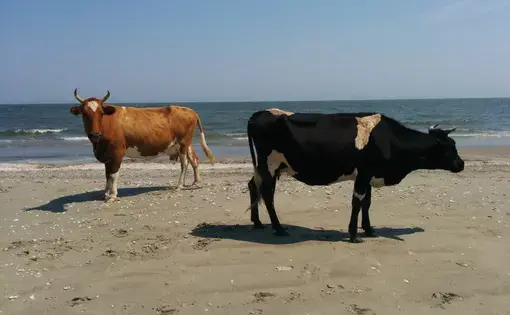 Image by Dimiter Kenarov. Black Sea, 2014. Media file: img_20140807_133001.jpg