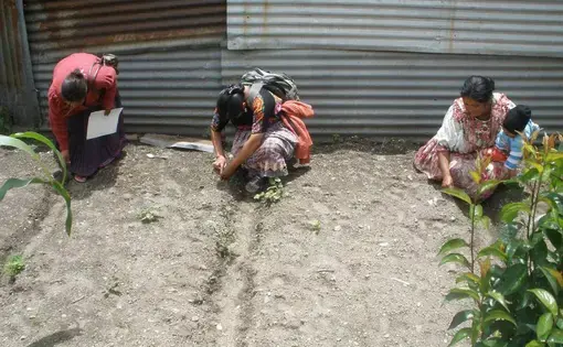 Women of Chuicavioc tend to a small vegetable garden. Image by Roger Thurow. Guatemala, 2013.