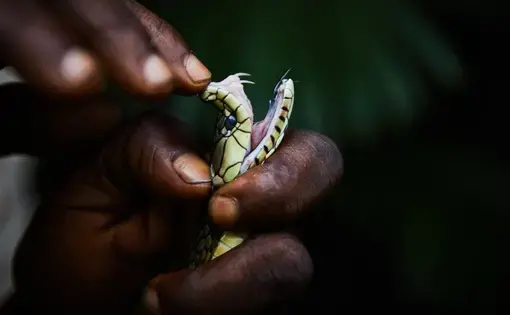 A dead Jameson’s mambas killed overnight by local farmers near the river Ruki in north-western Congo. Image by Hugh Kinsella Cunningham. Congo, 2019.