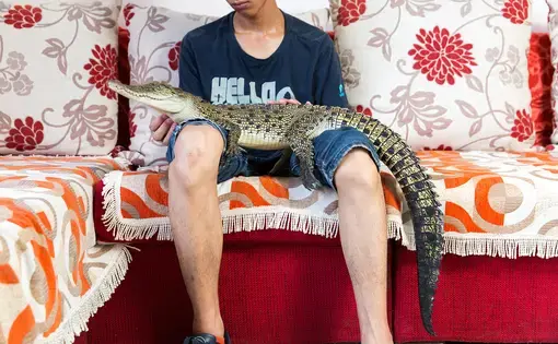 Shao Jian Feng, 26, holds a Saltwater Crocodile (Crocodylus porosus) in his home on the outskirts of Beijing. This juvenile is only two and half years old, but when fully grown can reach up to six metres, making it the largest reptile in the world. It's just one of five crocodilians he owns, along with two other large snakes. "There are twenty three crocodilian species in the world. We hope to collect all of them", he boasts. A Saltwater Crocodile can retail for up to 9000RMB (US$1500). In the wild, they…