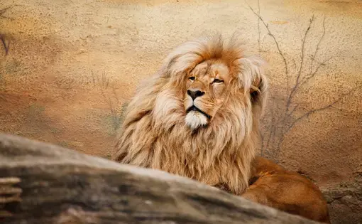 African lion via public domain.