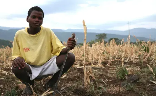 A boy in a dried maize field. Image by Kimberly Flowers USAID via public domain. Ethiopia.