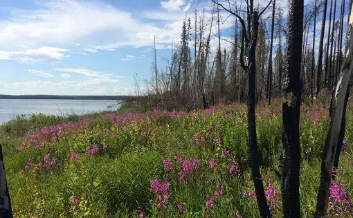 Wildflowers cover the scars of a forest fire near Jean Marie River, NWT. Image by Brian Castner. Canada, 2016.