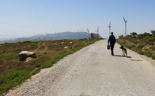A security guard patrols the Dhar Saadane wind farm with his dog. The farm has 126 turbines, which line the mountains above Tangier, Morocco. Wind power from farms in Tangier provide 2.5 percent of the country’s electrical energy. Image by Jackie Spinner. Morocco, 2017.
