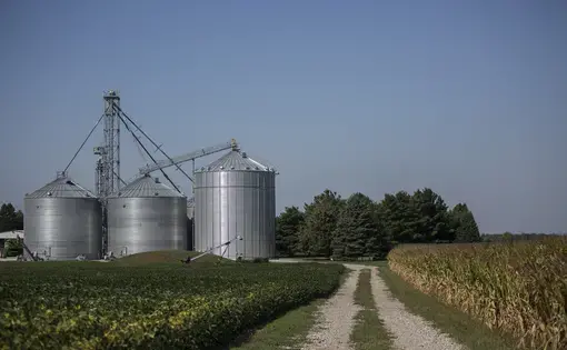 Soybeans and corn grow in late summer at the Kimberley Farm in rural Maxwell, Iowa. Image by Kelsey Kremer. United States, 2017.