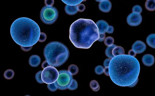 T cells attacking cancer cells. Illustration by Giovanni Cancemi / Shutterstock.