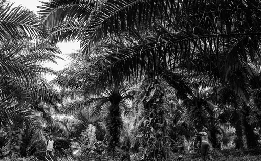 Brothers Puryito and Suswanto at work on an oil-palm plantation in Riau. Image by Xyza Cruz Bacani. Indonesia, 2018.
