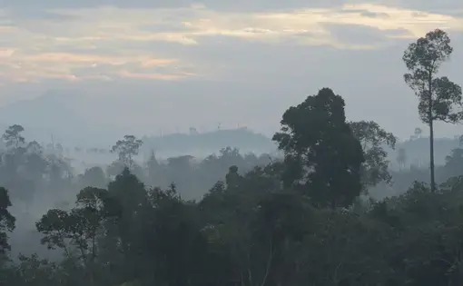 Early morning view of a primary growth forest in East Kalimantan, Borneo. Image by Kent Wagner. Indonesia, 2016. Early morning view of a primary growth forest in East Kalimantan, Borneo. Image by Kent Wagner. Indonesia, 2016.