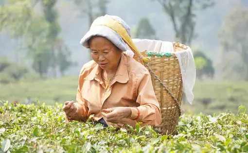 Traditionally, women of Nepalese origin do tea plucking in Darjeeling district. Image by Esha Chhabra. India, 2017.