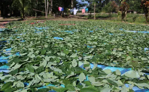 Coca leaves drying in the Chapare, Bolivia. Image by Simon Tegel.  Bolivia, 2016.