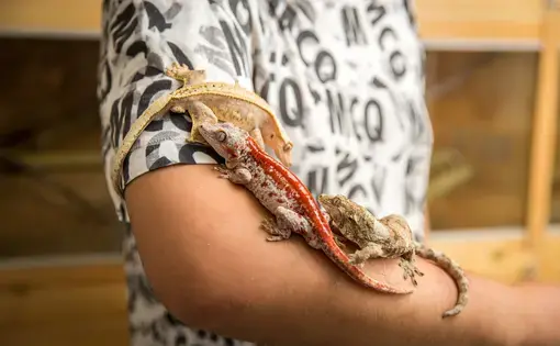 Wang Ke, 30, in his breeding farm with a red striped gargoyle gecko (Rhacodactylus auriculatus), a pinstripe crested gecko, and a mossy New Caledonian gecko (Mniarogekko chahoua). These geckos are only found in the forests of New Caledonia in the South Pacific with many listed as vulnerable due to pressures from human activities including logging, wildfires and forest clearance, and wildlife trafficking. Image by Sean Gallagher. China, 2017.