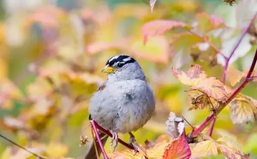 A white-crowned sparrow perches on a branch. Image by Belen Bilgic Schneider / Shutterstock. North America, undated.