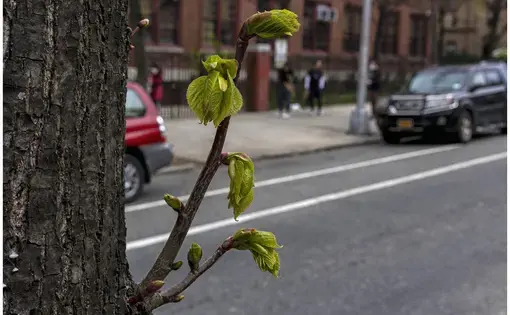 Persistence. Image by Rene Sing Brooks. United States, 2020.