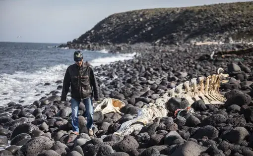 Delbert Pungowiyi heads back from the cliffs, where he and other Savoonga villagers have seen fewer sea birds. He’s walking past the skeleton of a minke whale on a beach that once had much more sand. As winter sea ice has receded, open-water storms increase erosion. Image by Steve Ringman. United States, 2019.