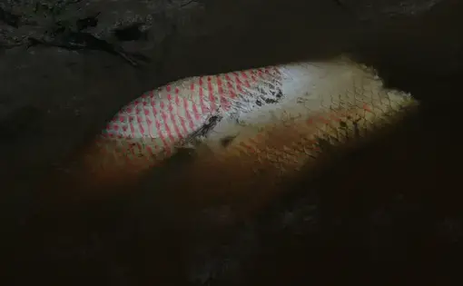 Fishermen use machetes to hack away the giant scales of the invasive paiche before skinning them and casting the refuse into the river. Growing up to three meters and 250 kilograms, the paiche (Arapaima gigas) is the largest scaled fish in the Amazon and one of the largest freshwater fish on earth. Image by Felipe Luna. Bolivia, 2018.
