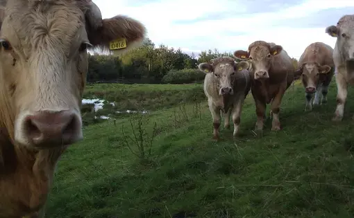Cows grazing on a grassy field. Image courtesy of Flickr Creative Commons.