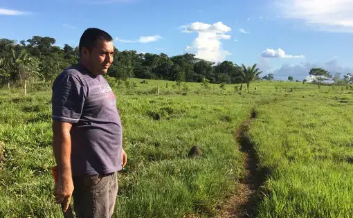 Dissident FARC militants continue to operate in the Guaviare district of Colombia. Like many in the region, farmer Luis Vergara of El Retorno, pictured, is still forced to pay taxes to the guerillas each month. "It's a nuisance but you do it," he said. He is reforesting some of his land that borders patches of Amazon forest with Colombian Amazon hardwood trees that grow quickly. The farm was previously a coca plantation. He now raises cattle on the rest of his land, which is now large open fields that were protected forests. Image by Lisa Palmer. Colombia, 2017. Dissident FARC militants continue to operate in the Guaviare district of Colombia. Like many in the region, farmer Luis Vergara of El Retorno, pictured, is still forced to pay taxes to the guerillas each month. "It's a nuisance but you do it," he said. He is reforesting some of his land that borders patches of Amazon forest with Colombian Amazon hardwood trees that grow quickly. The farm was previously a coca plantation. He now raises cattle on the rest of his land, which is now large open fields that were…