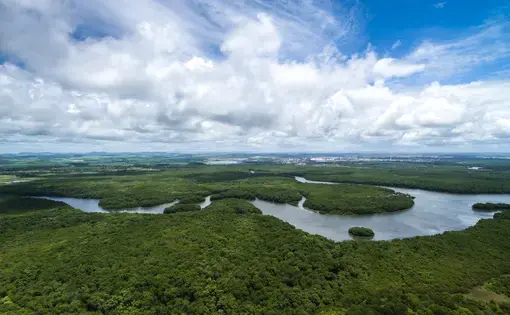 Aerial shot of the Amazon Rainforest in Brazil. Image by Gustavo Frazao/Shutterstock. Brazil, undated.