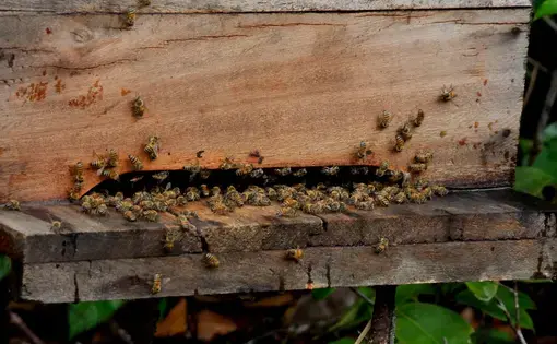 A hive of african bees is seen in apiary in the city of Eunapolis in the state of Bahia. Image by Joa Souza/Shutterstock. Brazil, 2010.