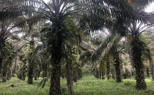 African palm plantation. Image by Ayanna Dickinson. Ecuador, 2019.