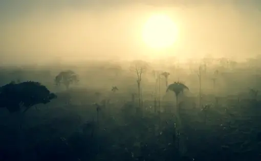 The Brazilian Amazon is the theatre for the explosive combination between unbridled land-grabbing and massive illegal logging. Image by Mauricio Monteiro Filho. Brazil, 2019.