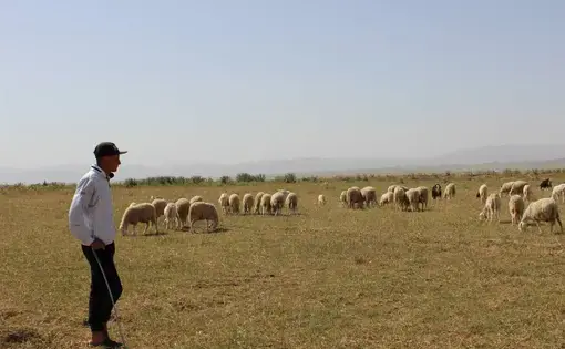 Abdel Hak Ghodbane herds sheep on his family's farm outside Chemora, Algeria, May 22, 2016. Image by Yasmin Bendaas. Algeria, 2016.