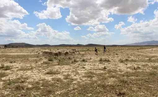 Yousef Chergui herds on his uncle's land in the drying countryside of Algeria's Aurès Mountain region. Image by Yasmin Bendaas, Algeria 2016.