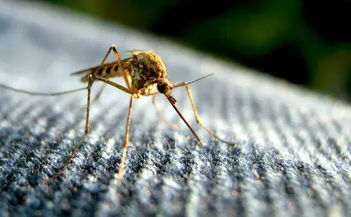 The debate over whether or not to test genetically-modified mosquitoes has reached a fever pitch in Key West. Image by Tom/Flickr. 2010.