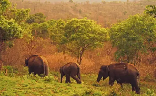 Asian elephants numbers are much more endangered than their African cousins and number as few as 40,000, predominately due to habitat loss and conflict with people. Image by Rachel Nuwer. India, 2019.