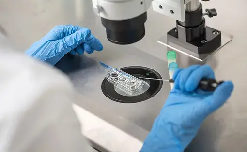 Technician does control check of in vitro fertilization process using a microscope. Image by Shutterstock. Undated.