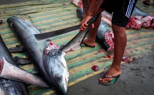 Hundreds of shark carcasses are offloaded daily and processed for their fins on a beach in Manta. Image by Sarah Blaskey. Ecuador, 2017.