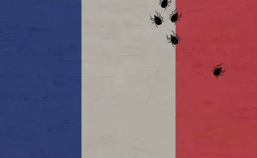 France sees fewer Lyme cases per year than Massachusetts despite a population ten times the size. Thanks, in part, to a highly active advocacy community, the French government has released one of the most detailed national plans to address the disease. But for advocates, it's still not enough. Image courtesy of Pixabay / Undark.