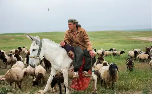 A sheep herder in the autonomous Kurdish region in northern Iraq. Image by Lam Duc Hein/Agence VU. Iraqi Kurdistan, 2016.