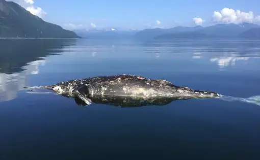 This gray whale died in July in Ugak Bay at Kodiak Island in Southwest Alaska, one of 179 reported deaths during the annual migration from Mexico to summer feeding grounds in the Bering Strait region. Image by Severin Reed. United States, 2019.