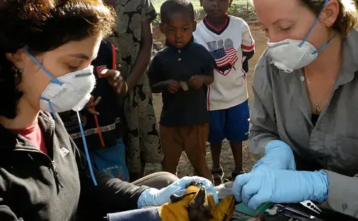 Tiziana Lembo (left) and Alison Peel take samples from bats while children watch in Morogoro, Tanzania. Image by Alexander Torrence. Tanzania.