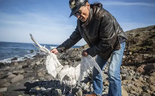 Delbert Pungowiyi holds a seagull carcass found on the beach that runs along the village of Savoonga, on the Bering Sea island of St. Lawrence, where there have been a series of seabird die-offs. Image by Steve Ringman /The Seattle Times. United States, 2019.