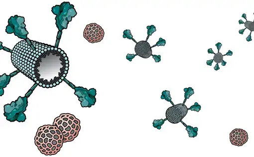 Novavax’s vaccine is made of tiny particles studded with the coronavirus spike protein plus honeycomblike molecules, derived from plants, that stimulate the immune system. Illustration by A. Kitterman and V. Altounian/Science.