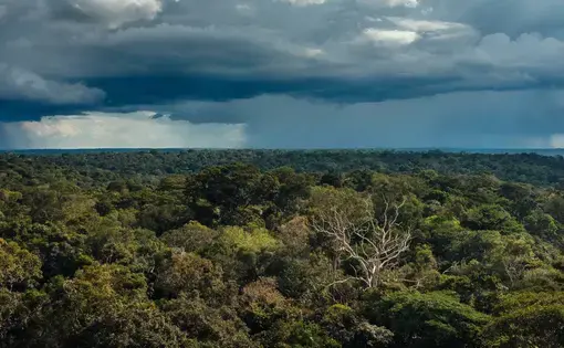 Brazil holds one-third of the world’s remaining tropical rainforest and until recently it absorbed as much CO2 pollution every year as the amount produced by all the cars on the planet. Now scientists fear that deforestation and climate change are pushing the forest to a tipping point beyond which it will actually release more CO2 into the atmosphere than it captures. Image by Sam Eaton. Brazil, 2018. Brazil holds one-third of the world’s remaining tropical rainforest and until recently it absorbed as much CO2 pollution every year as the amount produced by all the cars on the planet. Now scientists fear that deforestation and climate change are pushing the forest to a tipping point beyond which it will actually release more CO2 into the atmosphere than it captures. Image by Sam Eaton. Brazil, 2018.