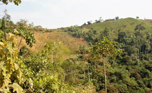 Coca crops in La Asunta, Bolivia. Image by&nbsp;Alice Campaignolle. Bolivia, 2019.