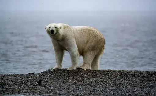 A polar bear near Kaktovik. Image by Nick Mott. United States, 2019.