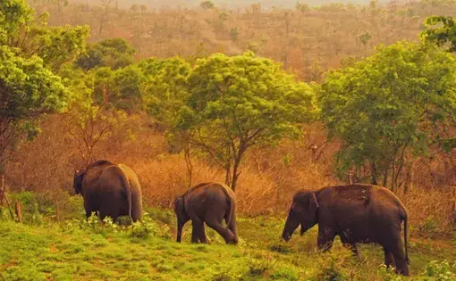 Asian elephants numbers are much more endangered than their African cousins and number as few as 40,000, predominantly due to habitat loss and conflict with people. Image by Rachel Nuwer. India, 2019. Asian elephants numbers are much more endangered than their African cousins and number as few as 40,000, predominantly due to habitat loss and conflict with people. Image by Rachel Nuwer. India, 2019.
