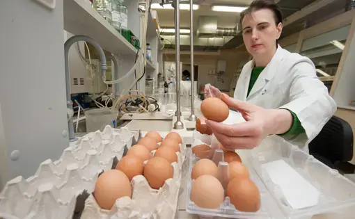A biologist checks the quality of chicken eggs in a specialized laboratory for compliance with food safety regulations. Image by Akimov Igor / Shutterstock. Russia, 2017.