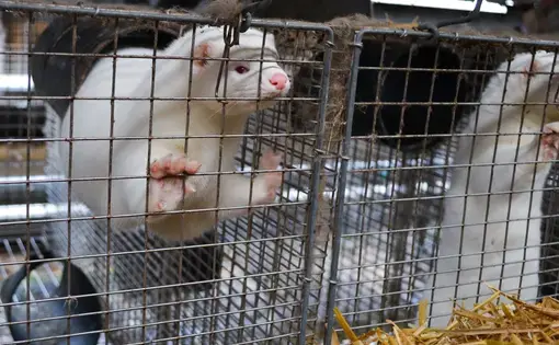 Farmed American mink. Image by Lynsey Grosfield / Shutterstock. Undated.