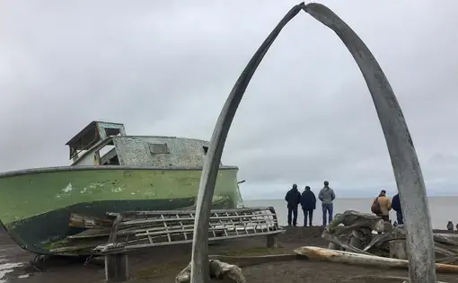Bowhead whale bones form an arch on the beach near in the Iñupiaq community of Utqiagvik, Alaska, once known as Barrow. Whales have been a crucial food source along the harsh and isolated Arctic coast for millenia. Image by Amy Martin. Alaska, 2018.